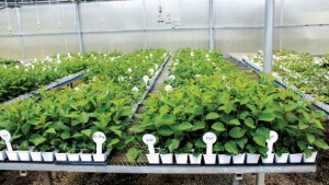 Biotechnology Company Partners With Grower To Develop New Cherry Varieties