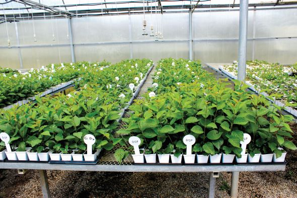 Biotechnology Company Partners With Grower To Develop New Cherry Varieties