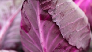 New Pointed Red Cabbage, Tomato To Be Showcased At Fruit Logistica