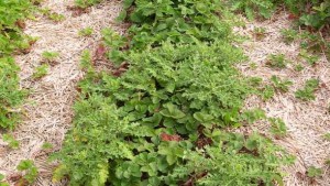 New Herbicide from Certis Made to Cover All the Bases