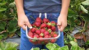 Krupp Farms Uses Email To Attract Crowds After Bad Weather