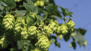 Alternative Crops Gaining More Attention In Florida