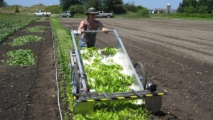Extending The Season For Baby-Leaf Lettuce