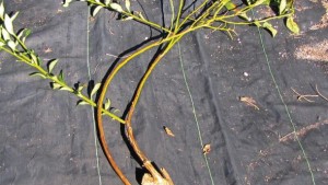Tips to Increase Yields and Improve Harvesting