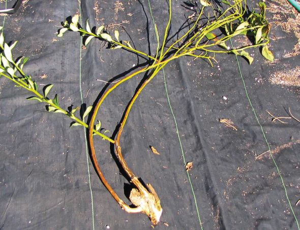 Tips to Increase Yields and Improve Harvesting