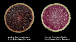 Purple Limes, Blood Oranges Find Footing In Florida Thanks To Genetic Engineering