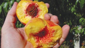 A Great Tasting Peach Is A Complicated Endeavor