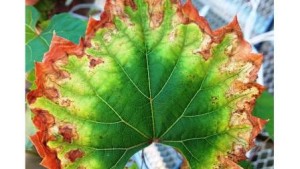 Enzyme Discovery Sheds Light On Pierce’s Disease Damage
