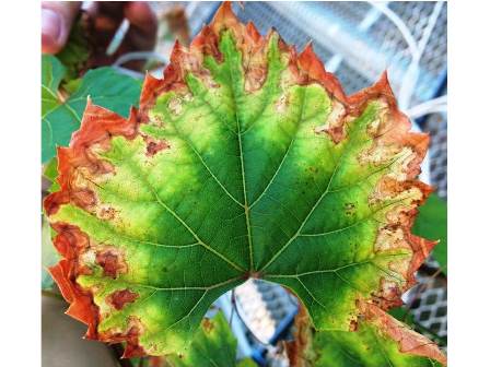 Pierce’s Disease On The Rise