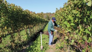 Bending Down Vines Helps Young Growth Survive Sub-Zero Temperatures