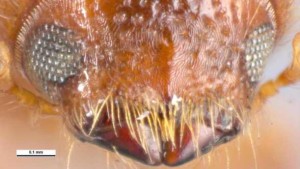 Agriculture Agents Intercept Invasive Beetle At Miami’s Seaport