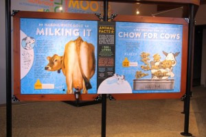 Chow for Cows 