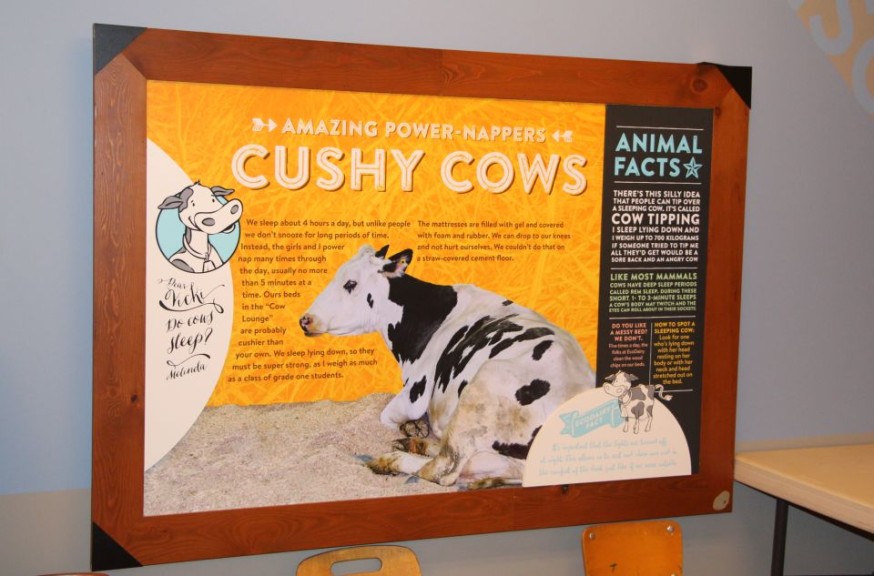 Cushy Cows display 