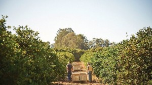 Sunkist Expands Organic Portfolio