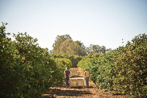 Sunkist Expands Organic Portfolio