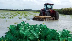Remember Tropical Storm Eta? Federal Aid on the Way To Florida Growers