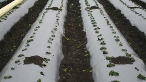 Moving Beyond Methyl Bromide With Biofungicides