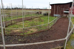 7. The Pig Racetrack At Hopcott Farms