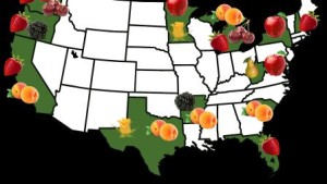 RosBREED: A National Effort To Improve The Fruit Industry