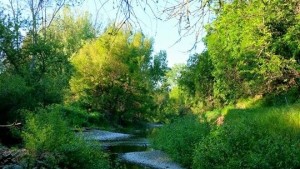 Restoring The Napa River