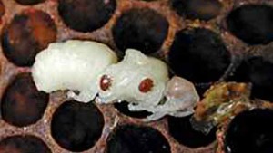 EPA Releases List Of Products Labeled For Use Against Varroa Mites