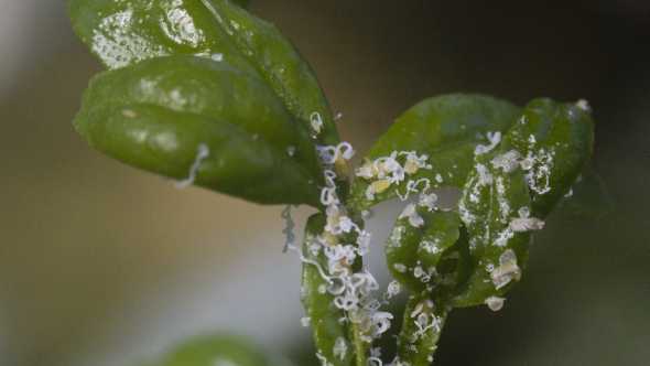 University Of Florida Research Receives Nearly $7 Million To Fight Citrus Greening