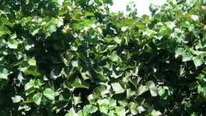 Researchers Test New Method To Mitigate Vine Heat Stress