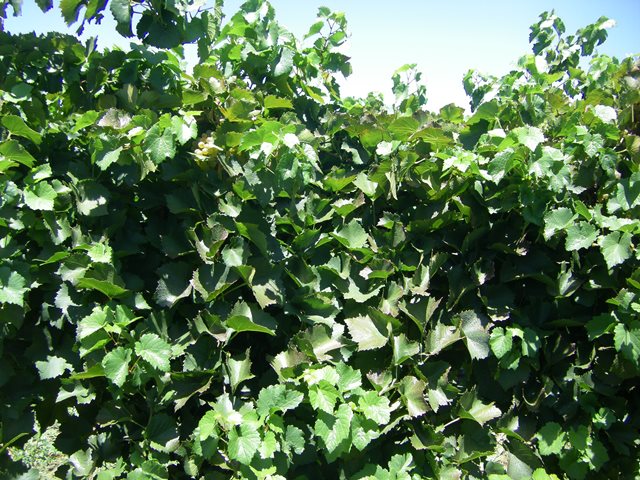 Researchers Test New Method To Mitigate Vine Heat Stress