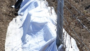 Geotextiles Can Help Prevent Winter Grapevine Damage