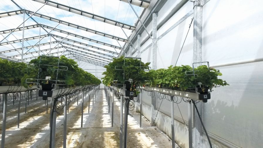 Mulling Controlled Environment Agriculture? Here Are Some Points To Grow On - Vimarsana News