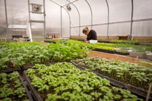 An intern harvests salad greens in Churchview Farm's greenhouse