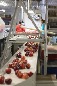Apples travel down a conveyor belt after being sorted and washed.