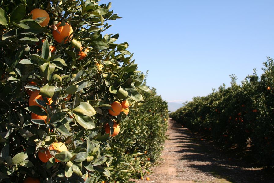 Healthy Soils at Center of New $5 Million Initiative for California Citrus Growers