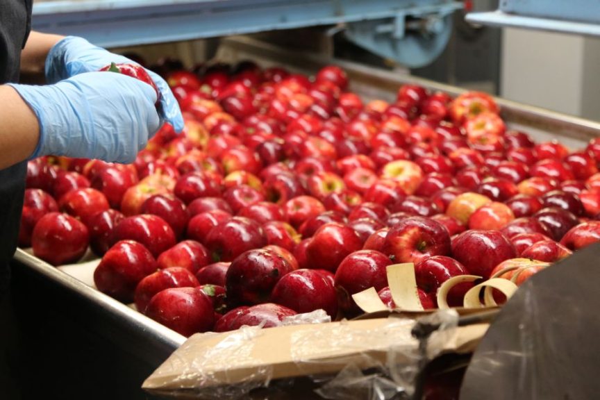 Prepping apples for cleaning, waxing, and sorting.