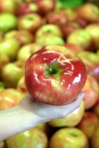 The giant Honeycrisp apples sell quickly