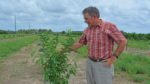 Chuck Allison of Spring Valley Farms inspects a young citrus tree