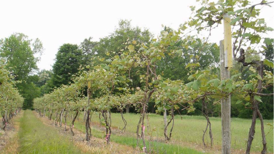 Cold Snap Concerns Northeast Fruit Growers - Vimarsana News