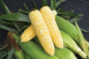 Sugar Corn seeds Delicacy 10 g Ukraine Кукуруза S0057 Farmer's dream 