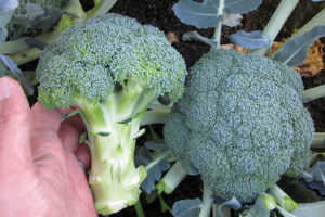 11. Broccoli (Clean)