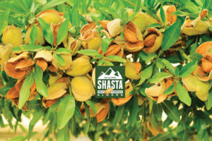 Shasta® Self-Fertile Almond cv. BA2