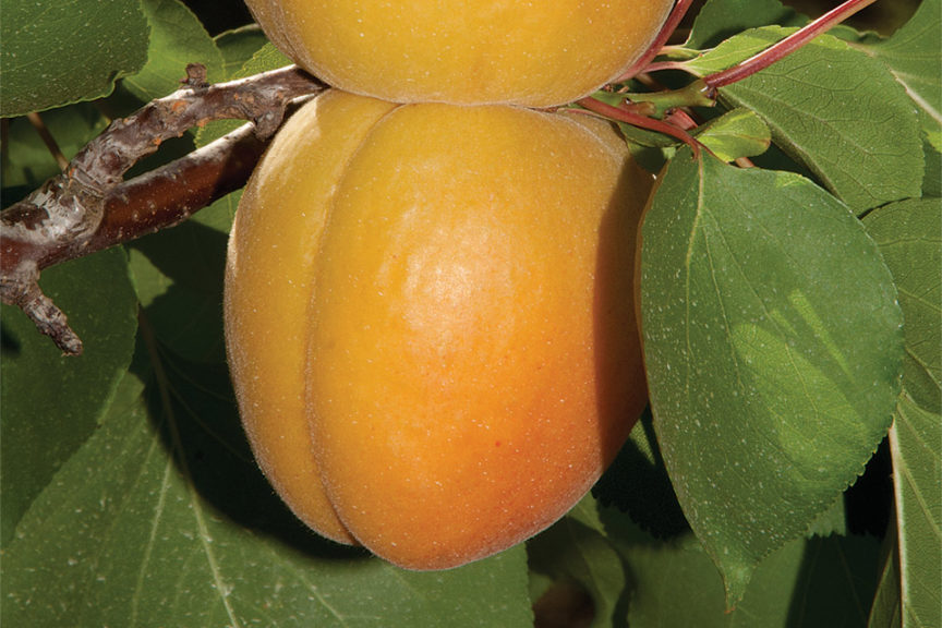 Kylese-Cot Aprium Interspecific Apricot