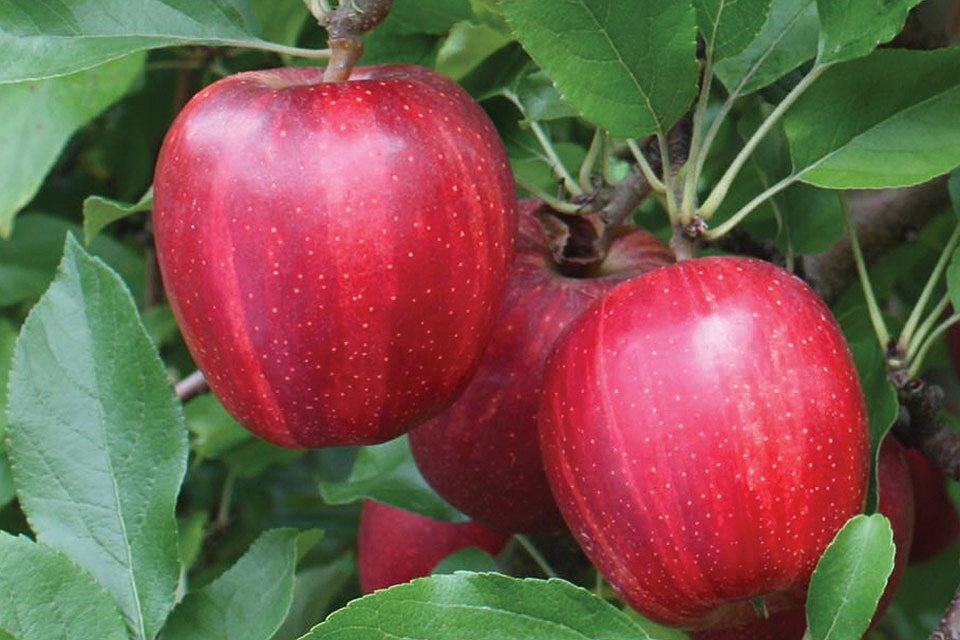 Summit Tree Sales 2017 Variety Showcase [Slideshow] - Growing Produce