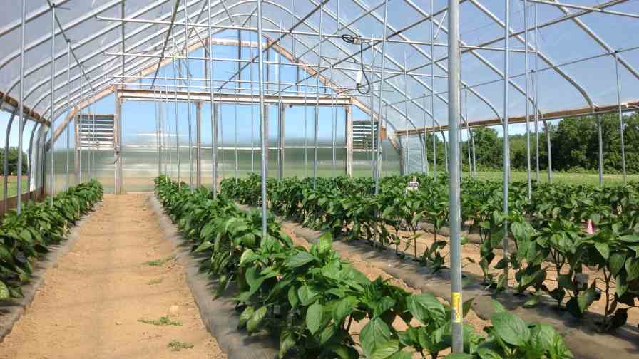 Planting, Growing, and Harvesting Bell Peppers - 16 Acres Garden Center