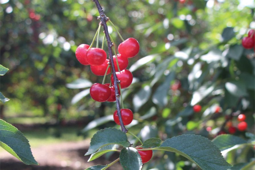 Usda To Buy 15 Million In Tart Cherries Growing Produce