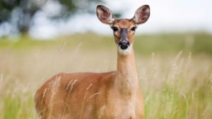Oh, Deer! Wildlife Control a Big Concern for Fruit Growers
