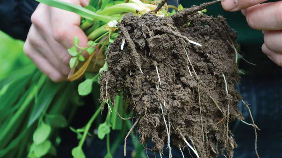 BioSafe Systems Excited About Its New Microbial Plant Health Promoter - Vimarsana News