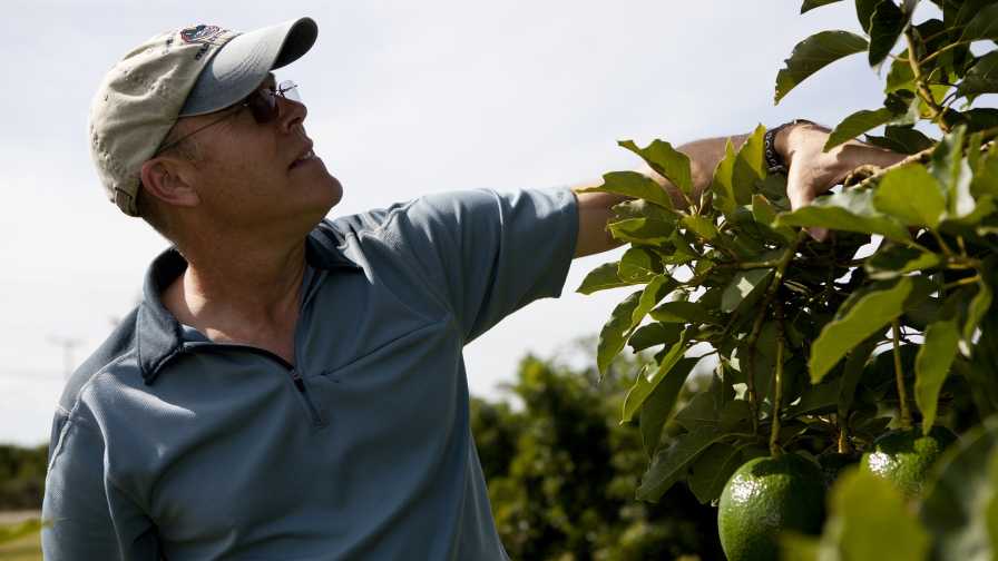 New Efforts Grow To Help Protect the U.S. Avocado Industry