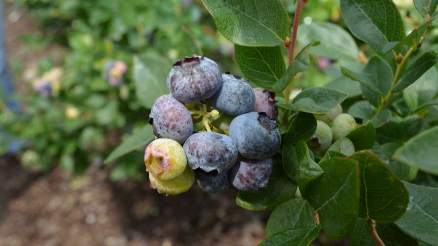 Fresh Funding To Help Grow Reach of U.S. Blueberries