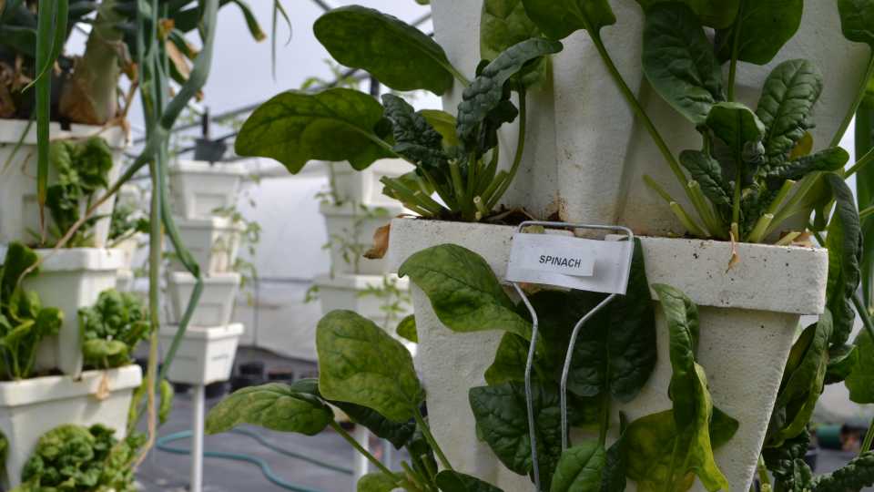 Tech Boom in Ag a Big Step Toward Possible Net-Zero Economy - Vimarsana News