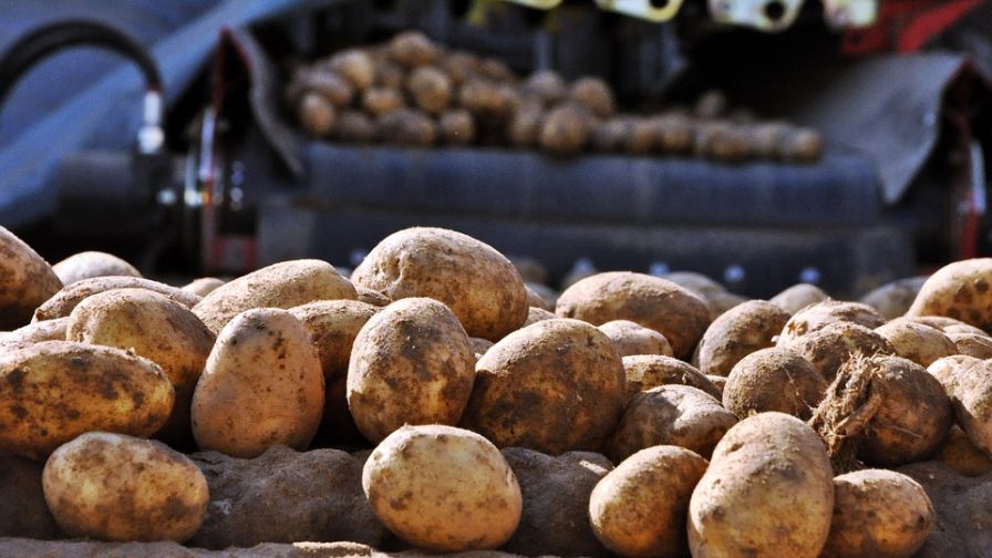 New Report Demonstrates Economic Benefits to Potato Trade